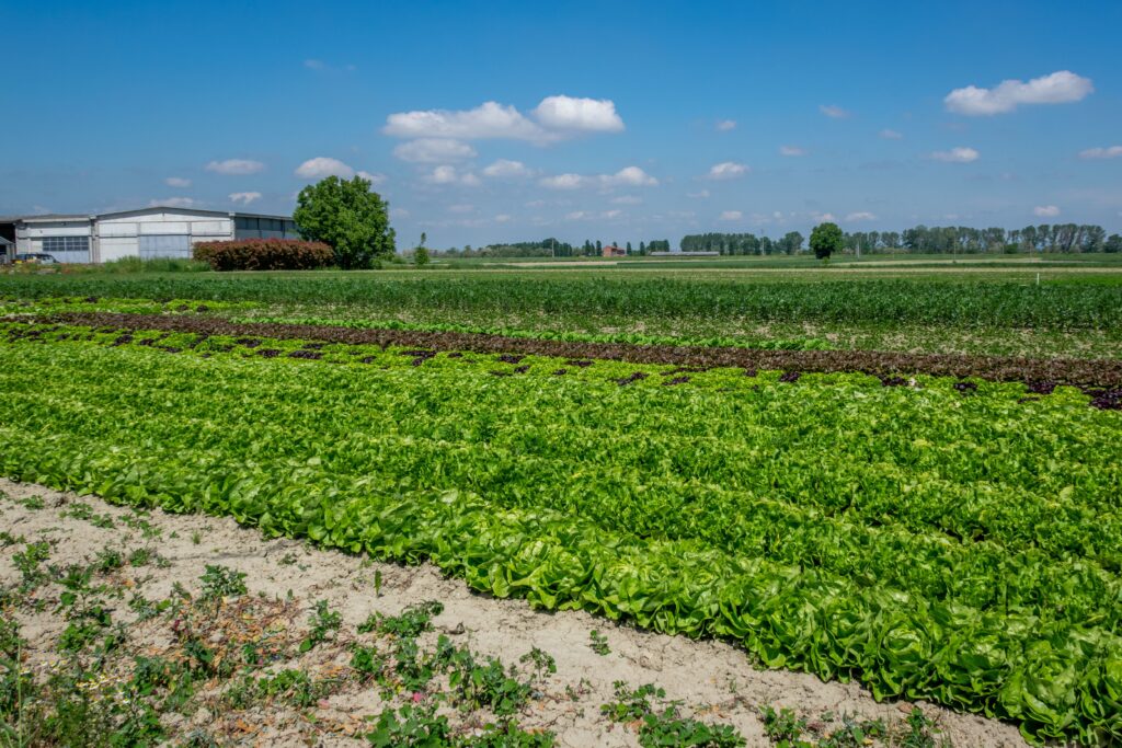 Vibrant agricultural landscape in Castellazzo Bormida, showcasing lush lettuce fields under a clear sky.